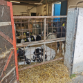 IMG_20250403_114214